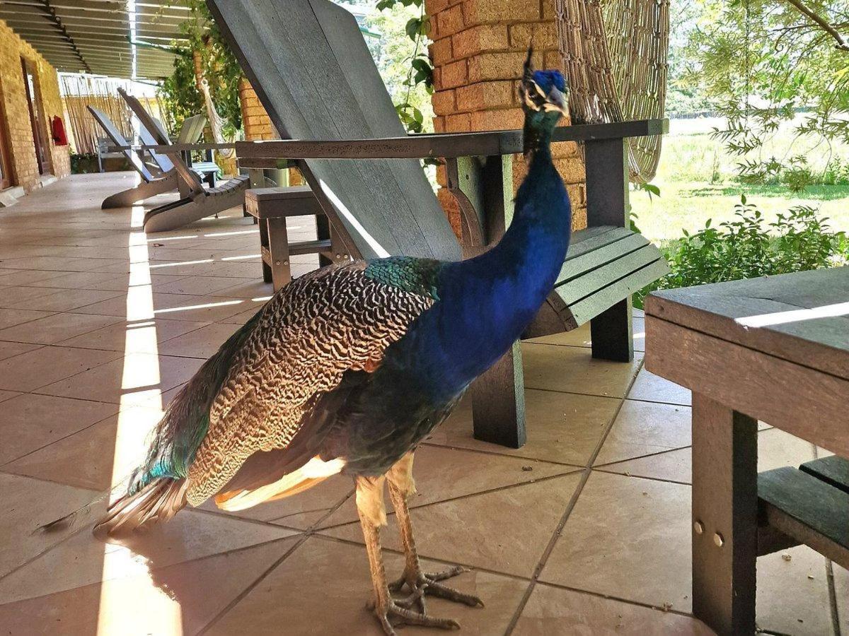 Airport Bird & Game Lodge Kempton Park Exteriér fotografie